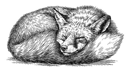 Vintage engraving isolated fox set illustration ink sketch. Wild animal background foxy animal silhouette art. Black and white hand drawn image. - 748807143