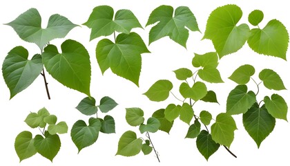 Set of green leaves from Javanese treebine or grape ivy (Cissus spp.), a jungle vine and hanging ivy plant bush foliage, isolated on a white background with a clipping path. 