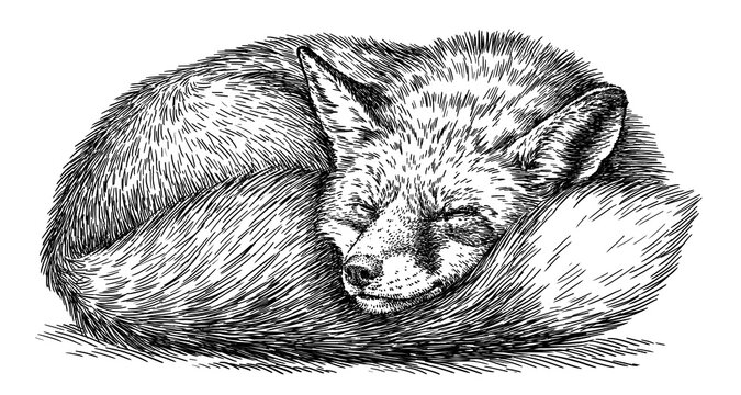 Vintage engraving isolated fox set illustration ink sketch. Wild animal background foxy animal silhouette art. Black and white hand drawn image.