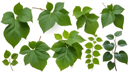 Set of green leaves from Javanese treebine or grape ivy (Cissus spp.), a jungle vine and hanging ivy plant bush foliage, isolated on a white background with a clipping path.  - obrazy, fototapety, plakaty
