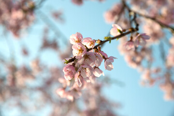 View of cherry blossoms against the blue sky