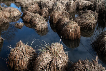 Tall grass grows on small islands in a moor. The grass is brown and dry. The water rests quietly between the islands of grass. It is winter.