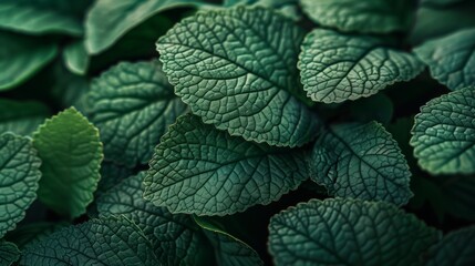 tropical leaves, abstract green leaves texture, nature background