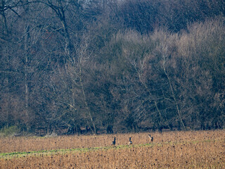 Kleines Rudel Rehe in einem Feld nahe am Waldrand
