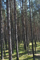 Obraz premium trees in the forest