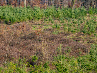 Wiederaufforstung im Mischwald durch anpflanzen junger Bäume