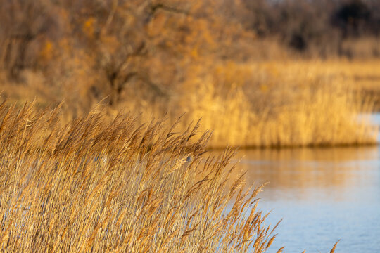 Sum&eacute;rgete en la tranquilidad del humedal mientras los finos juncos se mecen suavemente en la brisa, creando un paisaje sereno donde se despliega la sinfon&iacute;a de la naturaleza.