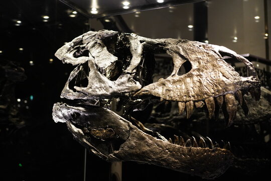 Sch&auml;del des Tyrannosaurus "Tristan Otto" im Museum f&uuml;r Naturkunde in Berlin am 01.03.2024