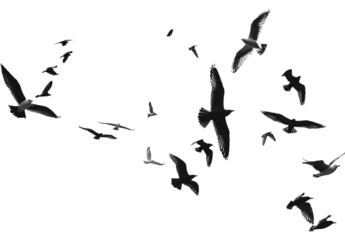 birds in flight on transparent background