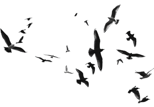 birds in flight on transparent background