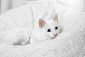 Fototapeta na wymiar Adorable white cat with blue eyes.