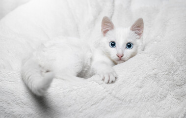 Adorable white cat with blue eyes.
