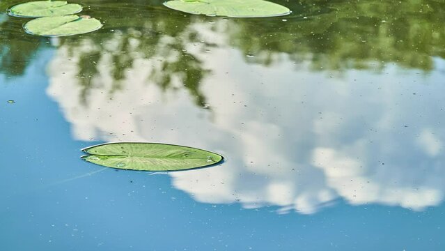 Lides on surface of summer river. Blue sky and white clouds are reflected in water.