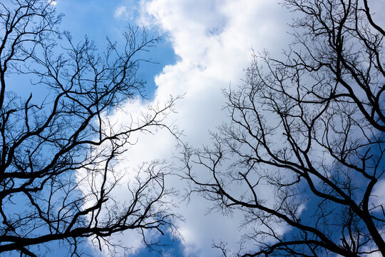 Silhouette of bare black trees without leaves on a background of a blue light sky with clouds. Contrasting image of tree branches in spring. The tops of the trees are crowned from bottom to top.