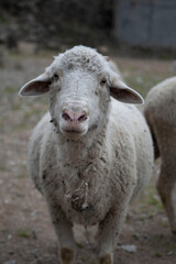 Pregnant sheep standing and looking camera 
