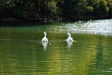 Two white swans float on the water surface in Skadar Lake, Montenegro
