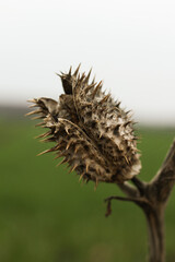 Datura stramonium, known by the common names thorn apple, jimsonweed, devil's snare, or devil's...