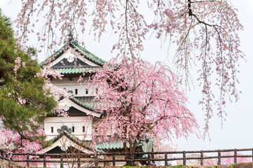 Cherry blossom or Sakura full bloom in the Hirosaki Castle traditional Japanese castle Park at Hirosaki Castle Park, Aomori, Japan - 748813133
