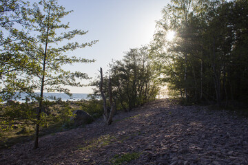 Fototapeta premium path in the woods