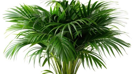 Areca Palm tree Decorative isolated on white background .Dypsis lutescens plant, also known as golden cane palm, areca palm.