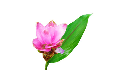 Closeup, Pink curcuma zanthorrhiza flowers blossom bloom isolated white background, The beauty of natural flowers, Floral summer, Houseplant