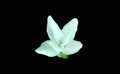 Closeup, single white curcuma zanthorrhiza flowers blossom bloom isolated black background, The beauty of natural flowers, Floral summer, Houseplant, Single