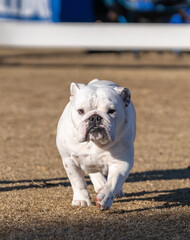 Small white bulldog walking across the dry grass