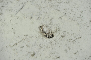 Crab in Korean mud flat