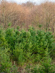 Wiederaufforstung im Mischwald durch anpflanzen junger Bäume