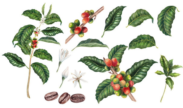 fruit salad plant Monstera Fruit Salad