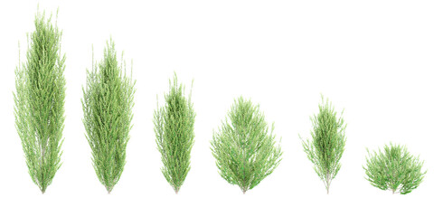 Japanese holly trees on transparent background, for illustration, digital composition, and architecture visualization