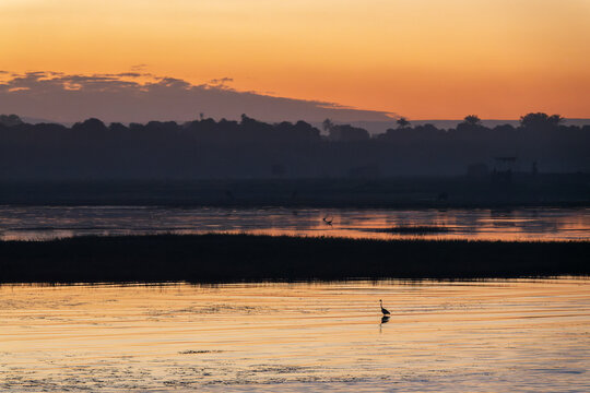 Silhouette of a great egret, wading bird on the Nile river at sunset, Egypt