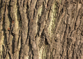 Bark of the oak tree as textured background