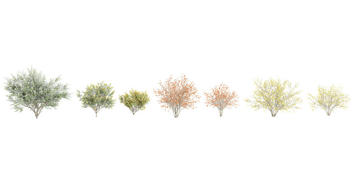 set of Hybrid witch hazel  trees on transparent background, 3D rendering