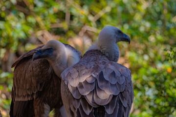 portrait of a vulture close up