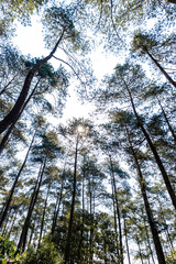 A natural view of Cikole Camping Park, Bandung, Indonesia, a perfect camping destination. 