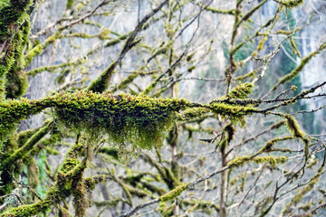 green mossy undergrowth tree branches in mountain forest, autumn-winter season. beautiful nature background with mossy tree trunks. mystical green Mossy Forest landscape. harmony of nature.