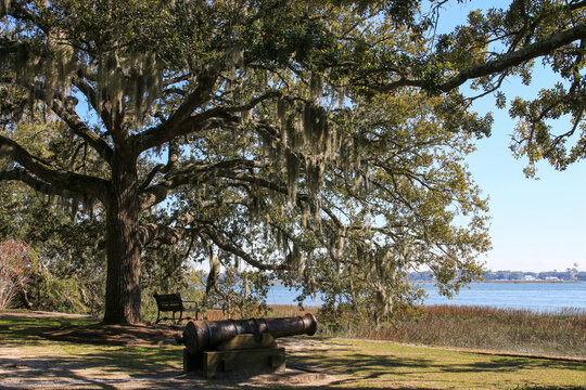 Canon under live oak tree with spanish moss in Stephen Elliott Park Beaufort South Carolina