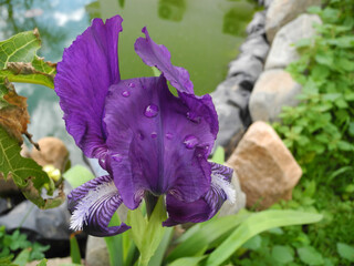 Iris