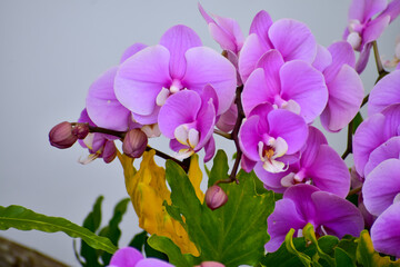 Purple orchid flowers in the garden.  Purple orchid flowers in rural. Flower and plant.