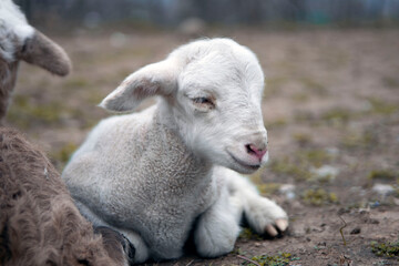 baby sheep sit in the grassy ground with brother 