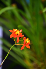 Obraz premium Close-up of fire-star orchid in the garden. Orange fire-star orchid flower in rural. Flower and plant.