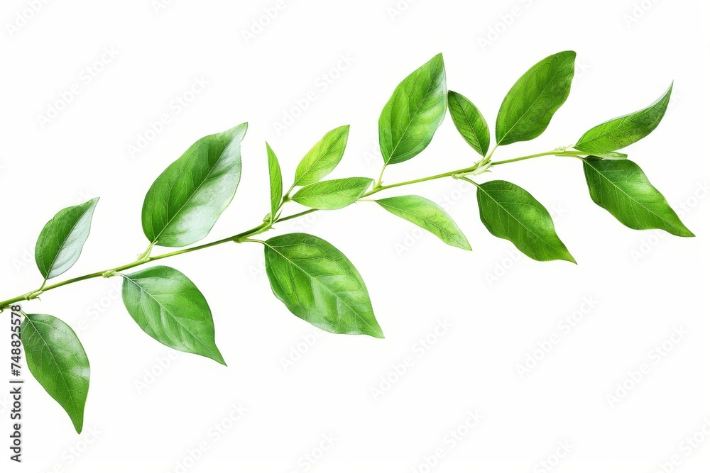 Poster Close-up of a branch with green leaves on white background, fresh grass, herbal illustration, decorative plant, natural floral design, organic nature symbol, agriculture symbol, ecology symbol