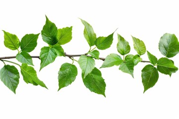Isolated green leaves on a white branch