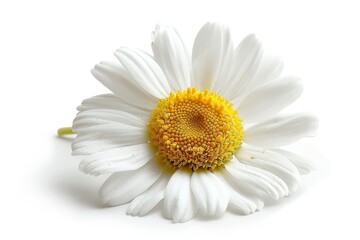 On a white background, a chamomile flower is isolated