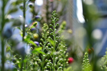 Close-up of delphinium plant in a garden with blue flowers, foxglove. Green and blue flowers in the rural. Flower and plant.