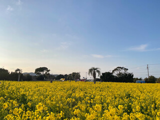 渥美半島 菜の花まつり