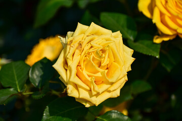 Close-up of yellow rose in the garden with sunlight on it. Yellow rosa with green leaves in the afternoon in rural. Flower and plant.