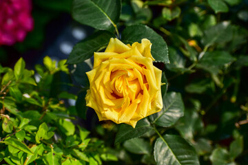 Close-up of yellow rose in the garden with sunlight on it. Yellow rosa with green leaves in the afternoon in rural. Flower and plant.