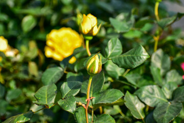 Fototapeta na wymiar Close-up of yellow rose in the garden with sunlight on it. Yellow rosa with green leaves in the afternoon in rural. Flower and plant.